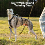 No pull front clip chest d ring dog harness