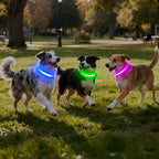 Green LED dog collar showing steady glow mode
