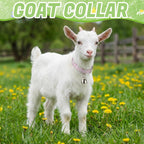 Three pack of Guiqulai grazing animal collars with anti lost loud bronze bells laid flat.