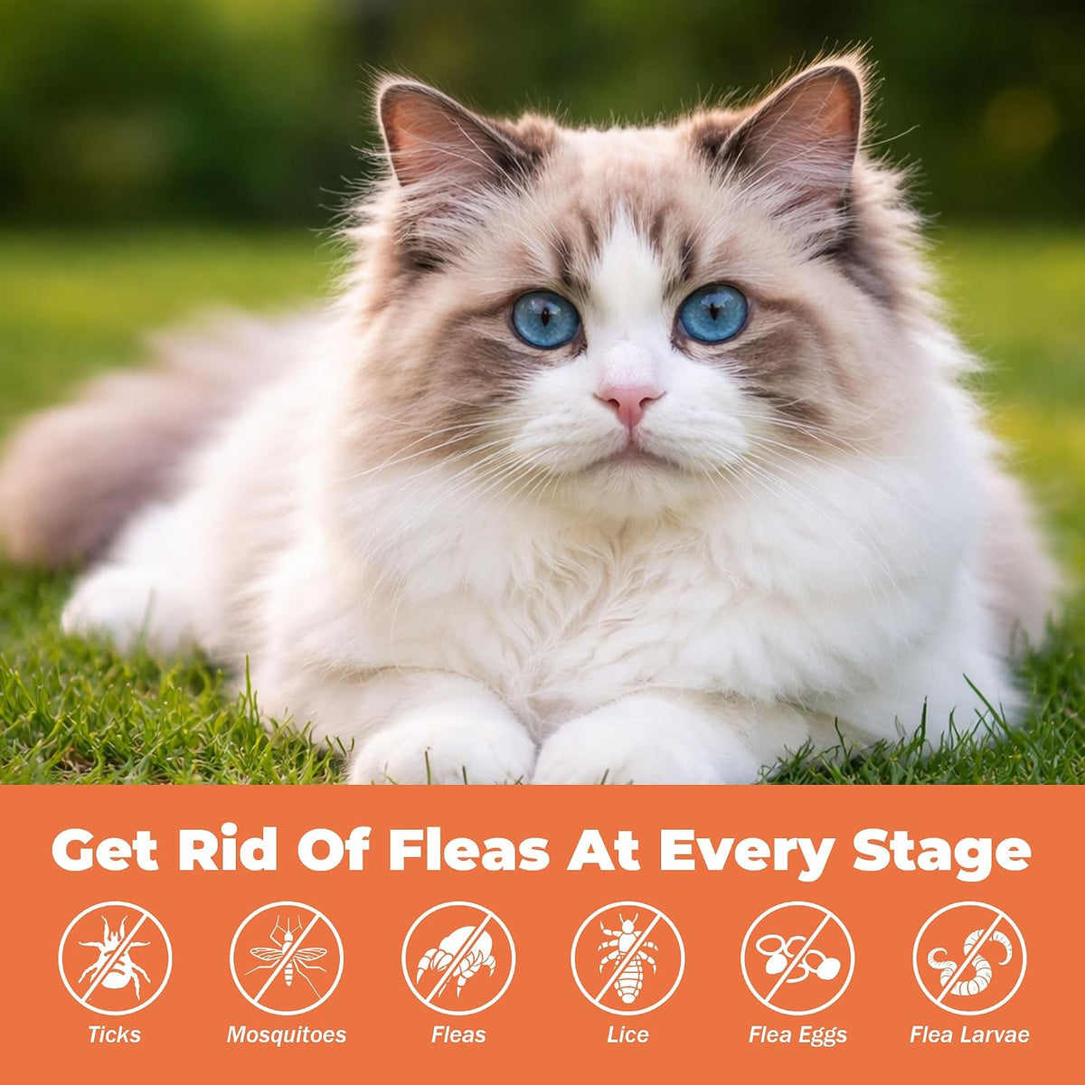 Close up of VivaElixir soft chews for cat skin and coat health