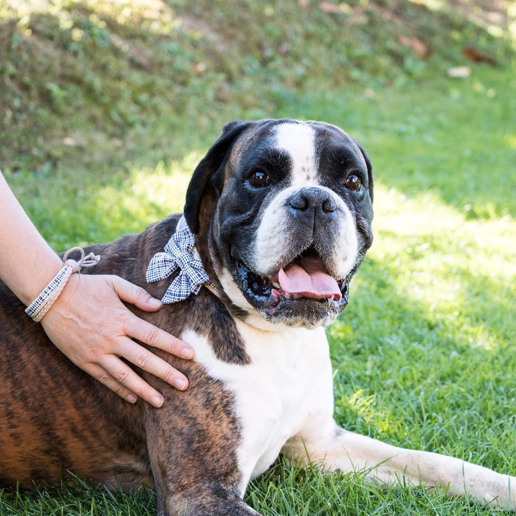 Adjustable eco friendly hemp dog collar with removable blue bow tie accessory