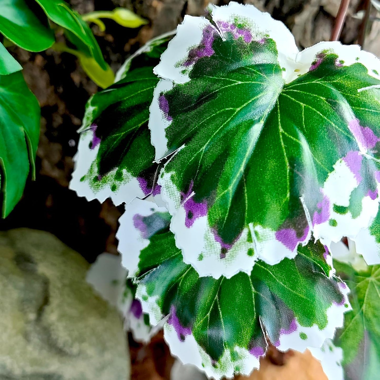 Woyrise white edge heuchera for bearded dragon enclosure