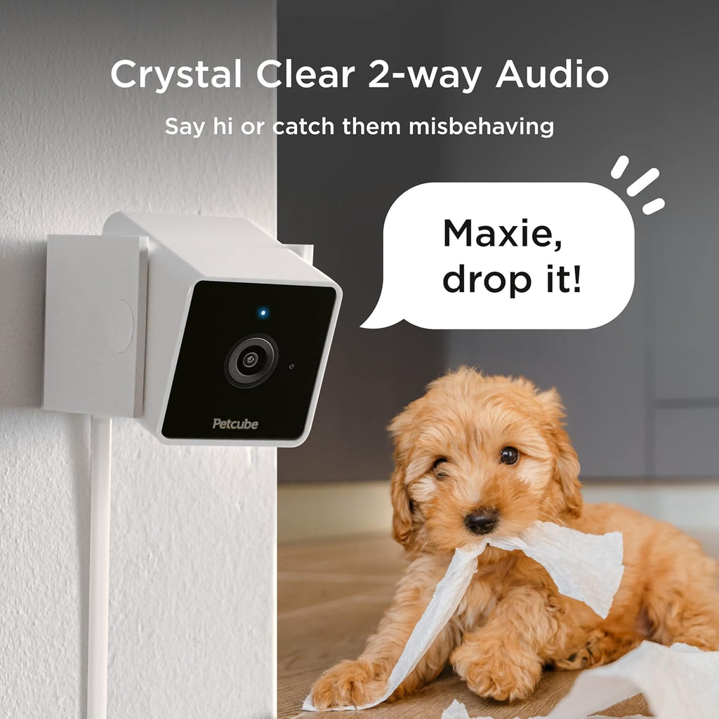 Petcube Cam security device showcasing the compact setup for home surveillance