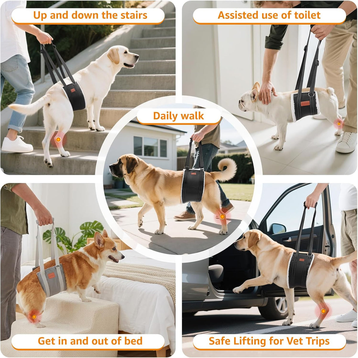 Dog using Loobani harness to climb stairs