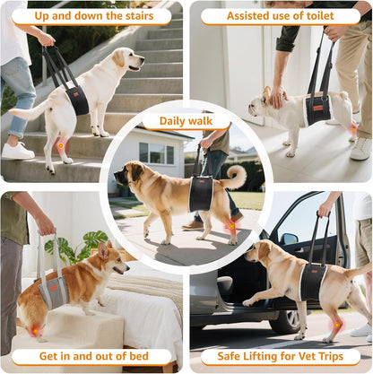 Dog using Loobani harness to climb stairs