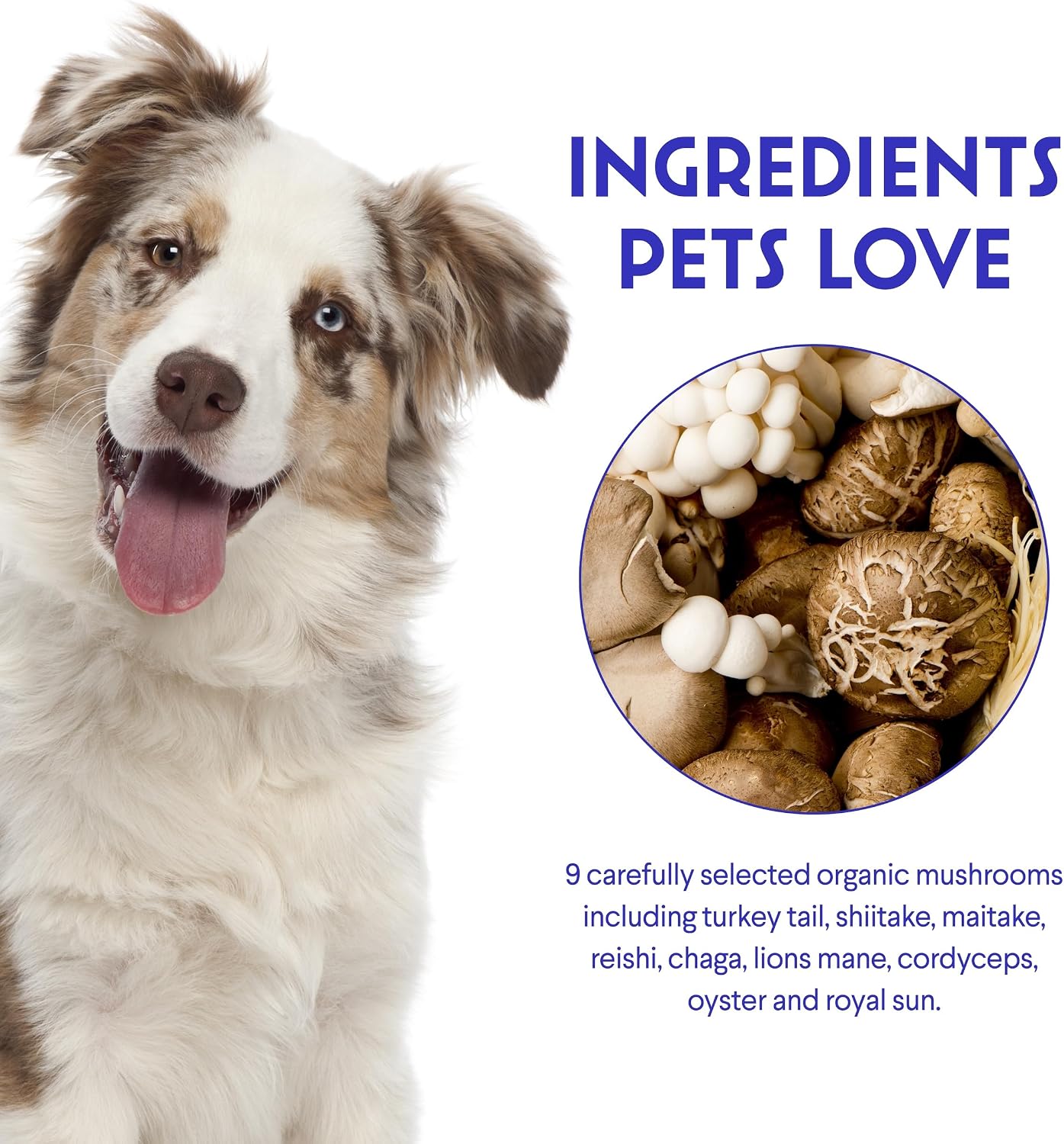 Beef flavored organic mushroom blend for senior dog cognitive support