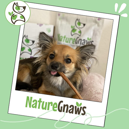 Low odor grain free dental treats for small dogs from Nature Gnaws.