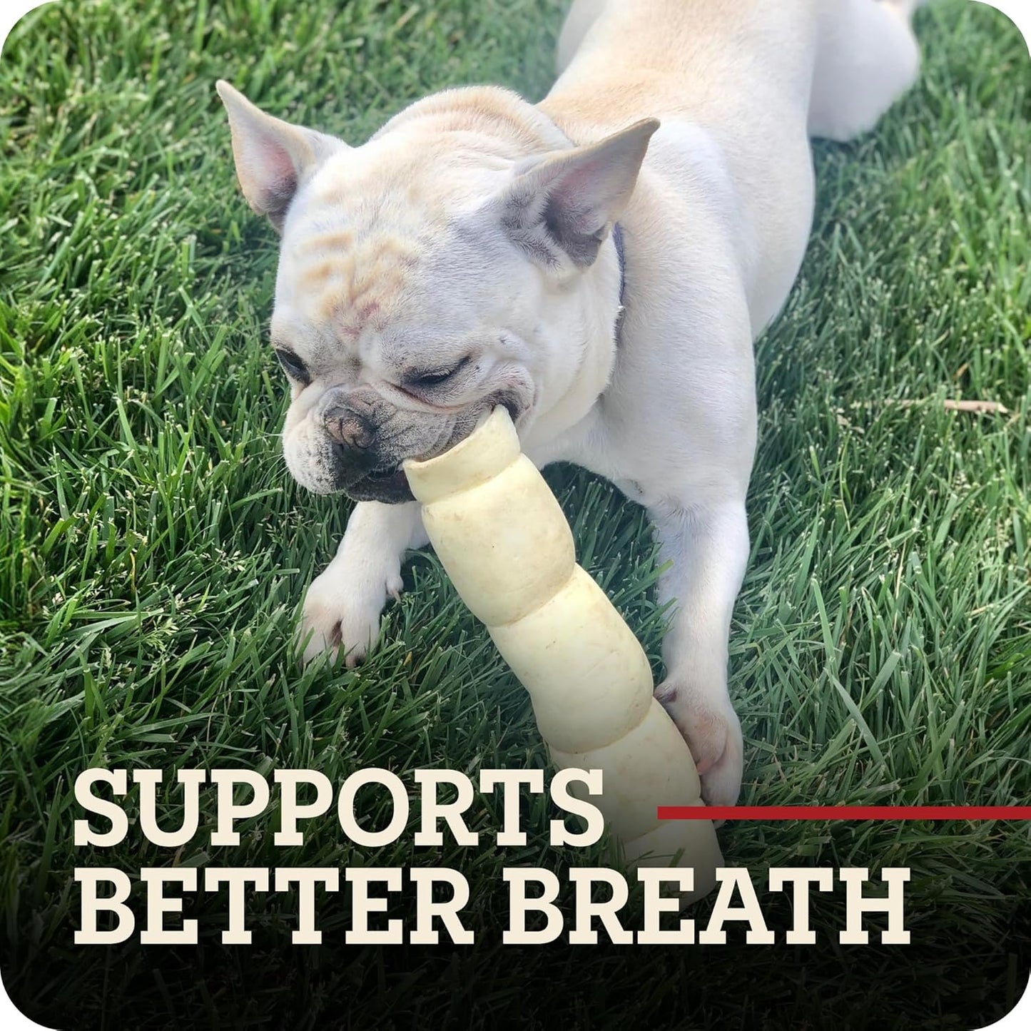 Premium imported USA dog treat for joint health support