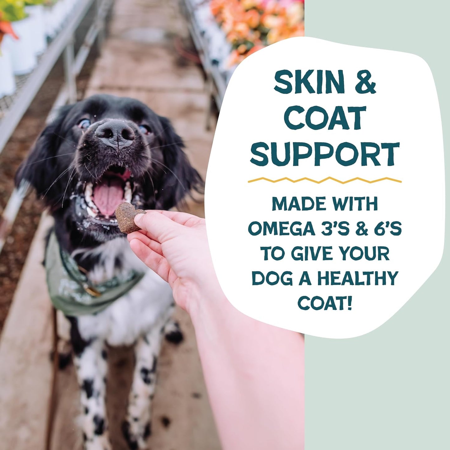 Shameless Pets skin and coat support dog treats side packaging details