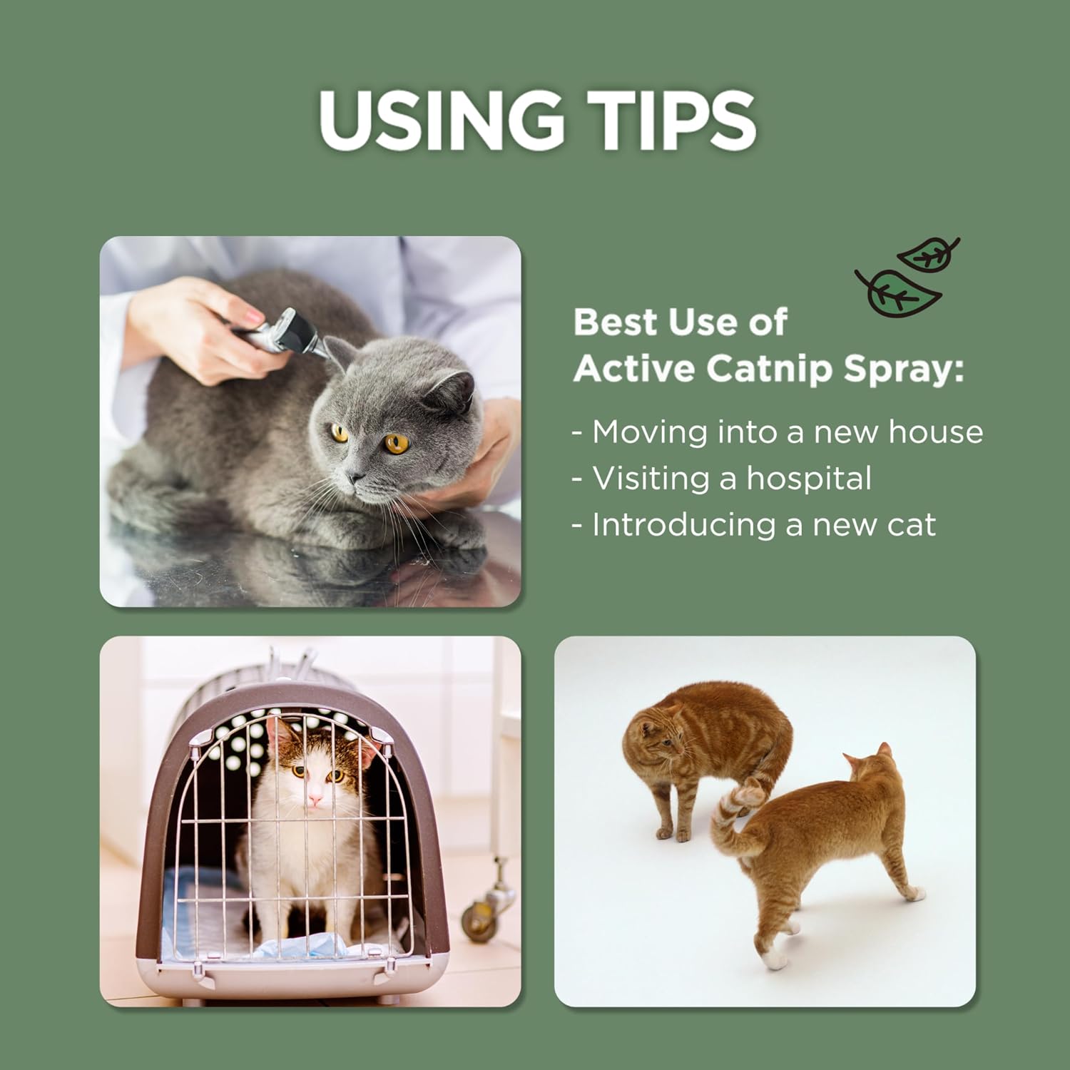 JAYU PET Active Catnip Spray - High Potency Transparent Liquid Spray Made of Fresh Organic Catnip for Indoor Cats and Kittens, Relieves Stress, Calming, Revives Toys (1fl oz) (Catnip Spray, 1fl oz) - Image 9