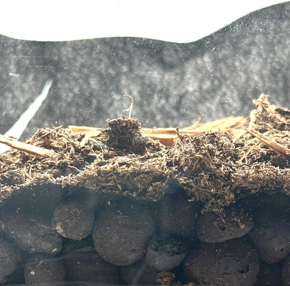 Ctwpets terrarium mesh liner being cut to size