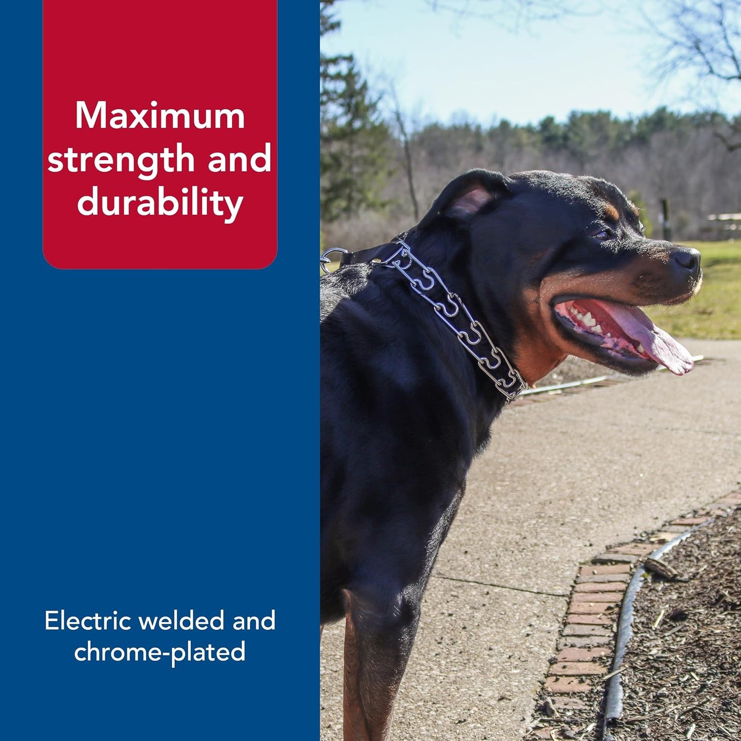 Chrome plated rust resistant metal dog training collar lifestyle image