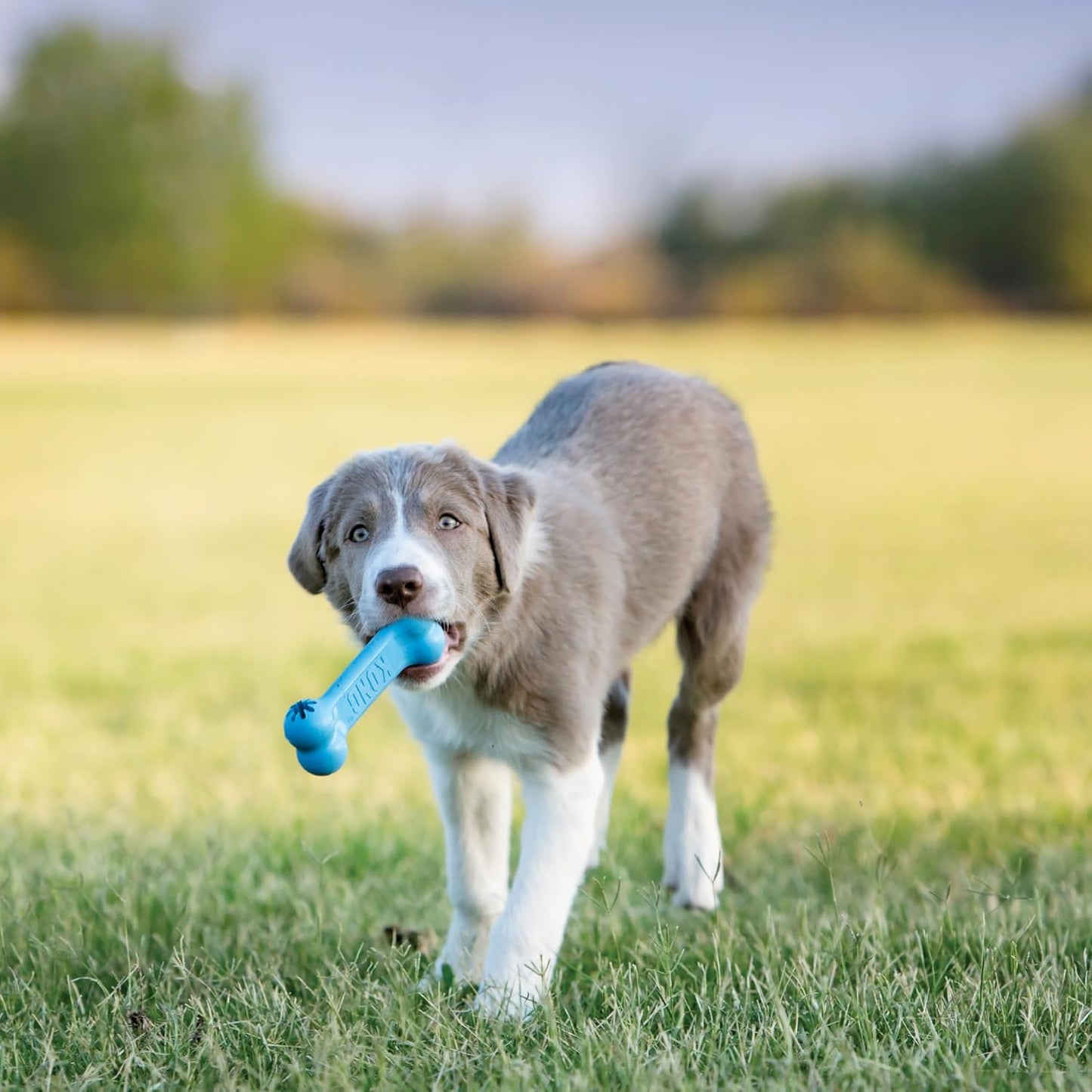 KONG Puppy Goodie Bone non toxic soft rubber formula toy for soothing sore gums
