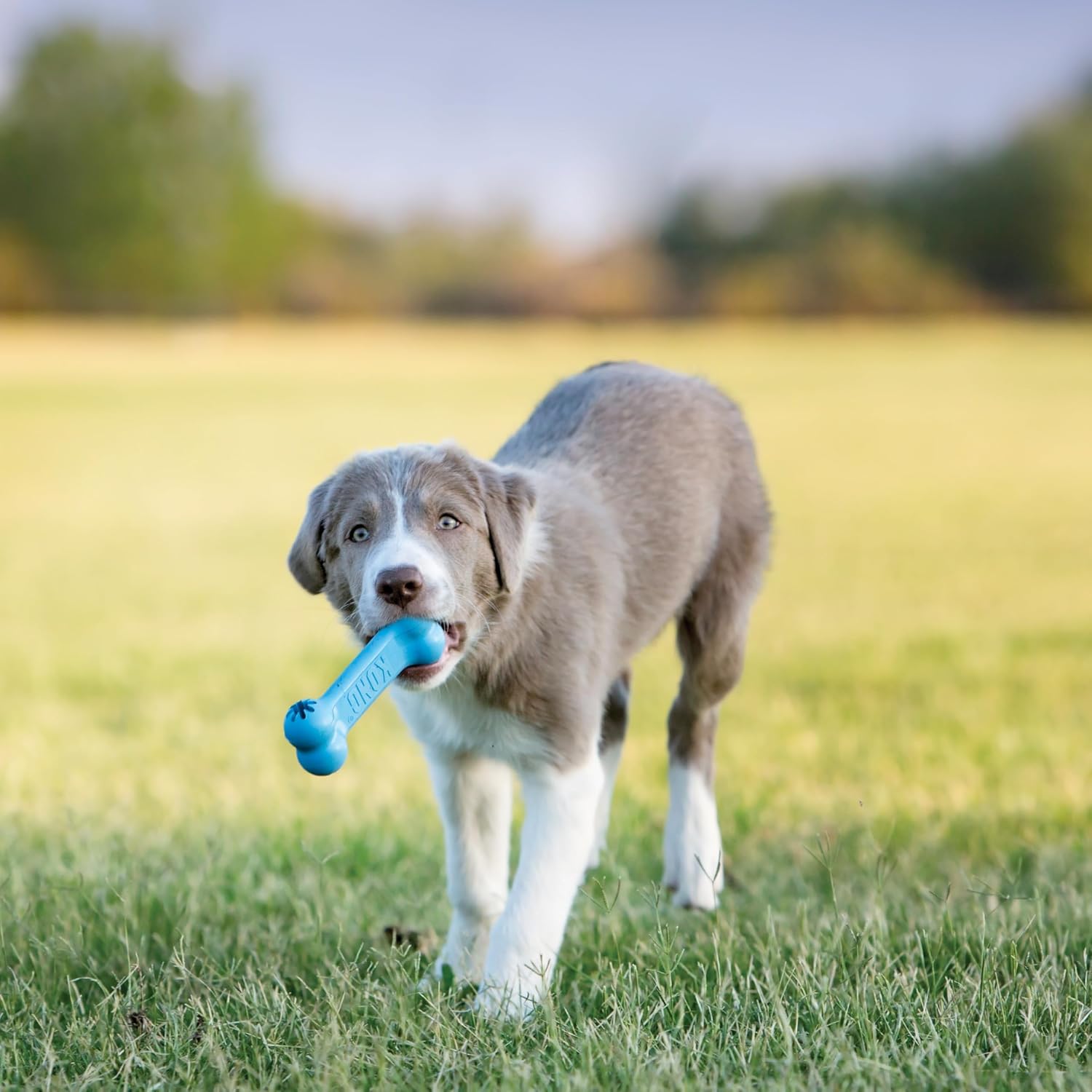 KONG Puppy Goodie Bone non toxic soft rubber formula toy for soothing sore gums