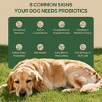 Authentic SHINEPAWS canine gut health supplement bottle for skin allergy and paw licking issues.