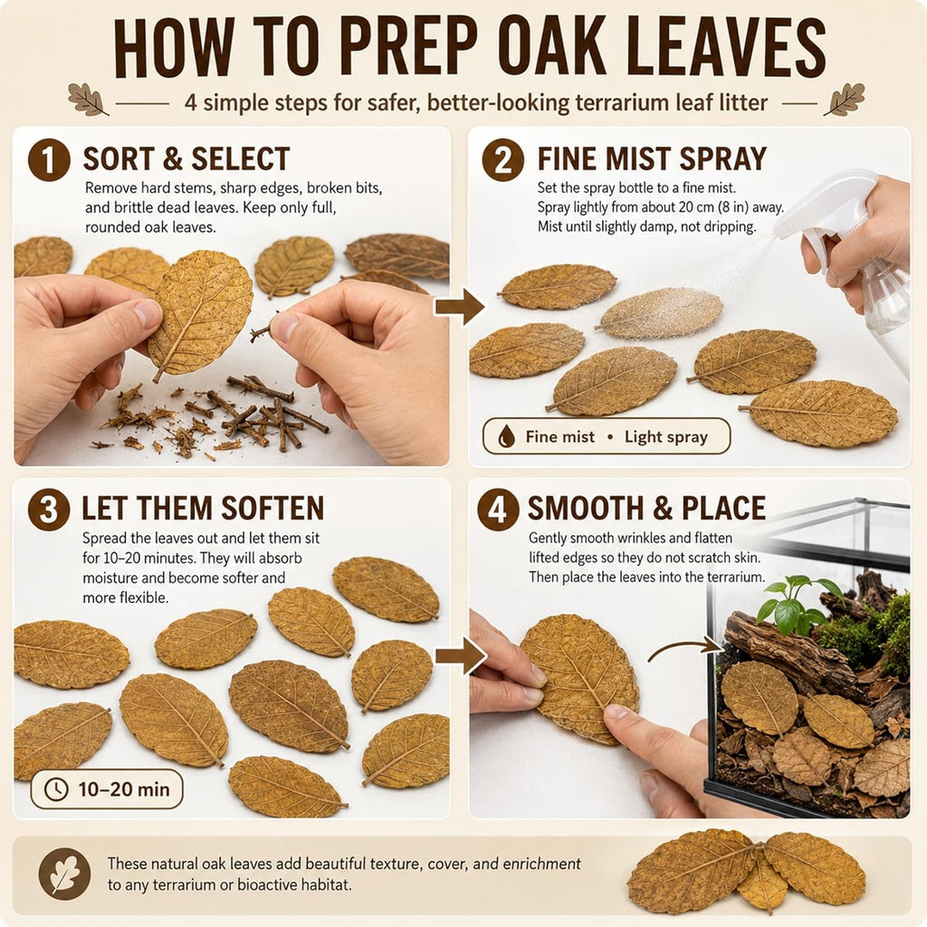 Dry oak leaves for reptiles spread out