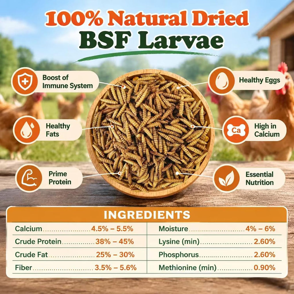 Amzey 11 LB Dried Black Soldier Fly Larvae, High-Calcium Chicken Treats - Image 3
