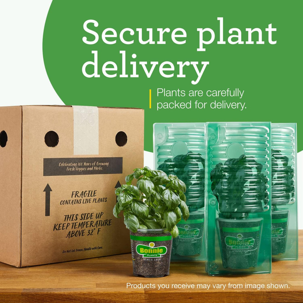 Authentic USA imported catnip plant packaging