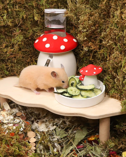 Close up view of premium Niteangel freeze dried cucumber rewards for dwarf and syrian hamsters