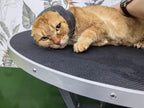 DDFS cat snood showing soft fabric texture close up