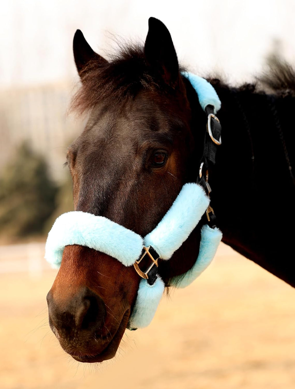 Full nine piece premium equine halter cover set laid out showing all components.