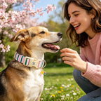 Elegant Little Tail pet collar showing durable metal D-ring