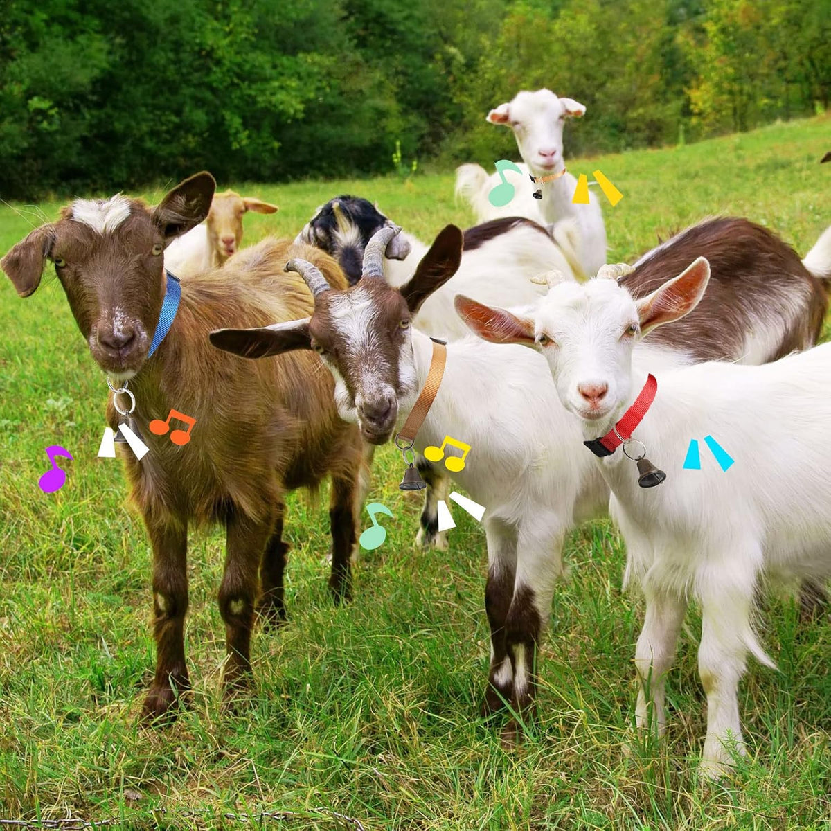 Complete packaging set displaying all twelve Jexine goat collars with bells and key rings.