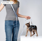 Small cat walking with BuddyArmor adjustable leash
