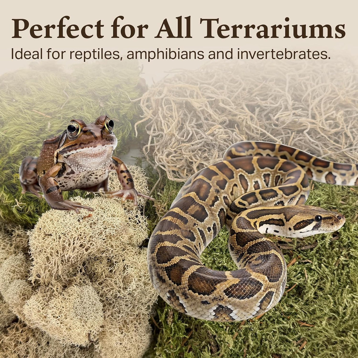 Reindeer and mood moss blend for reptile enclosures