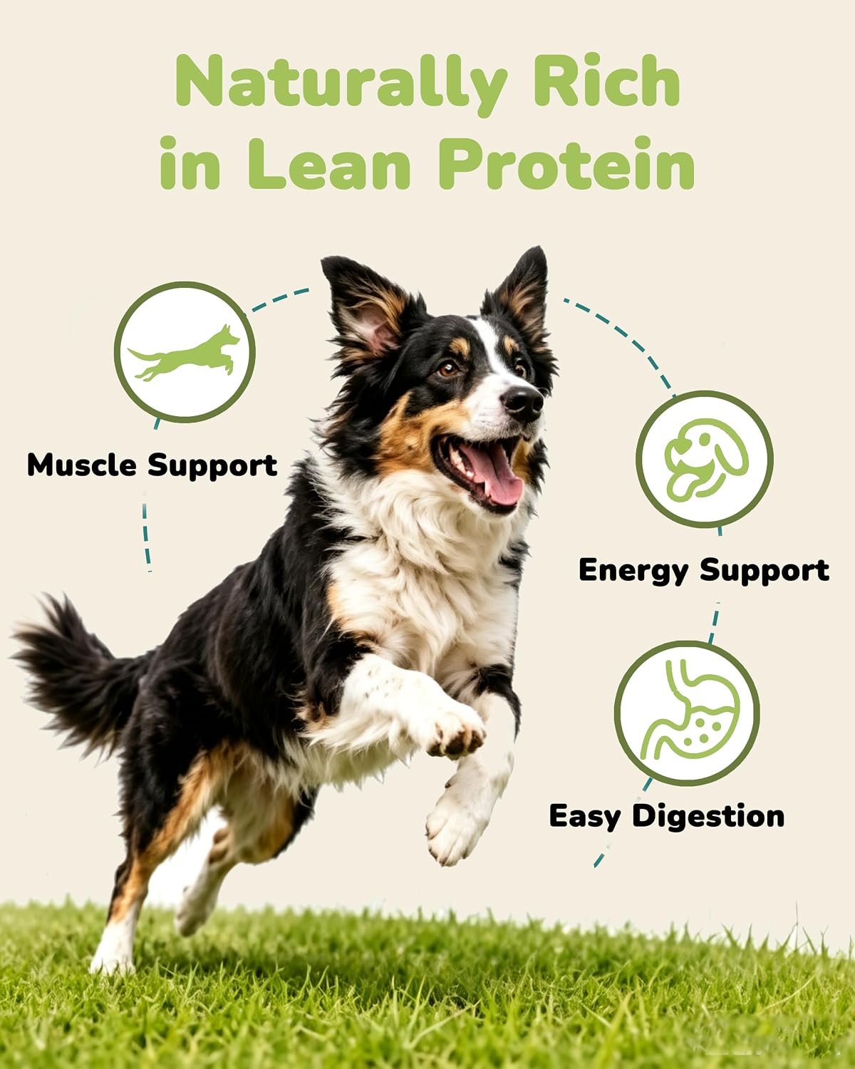 Rehydrated PAWUP freeze dried chicken treats in a pet bowl