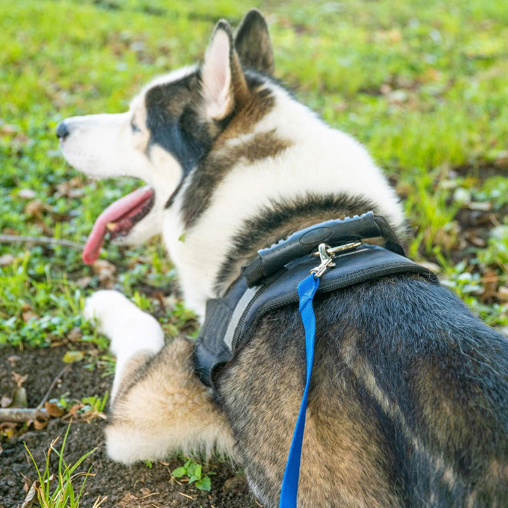 Premium imported USA dog recall leash for backyard play and camping