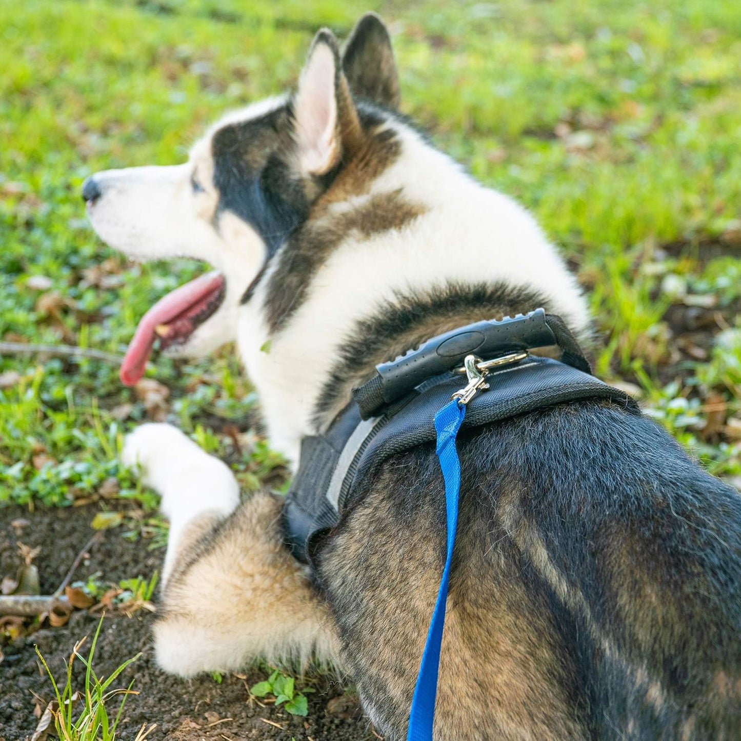Premium imported USA dog recall leash for backyard play and camping