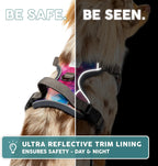 Back D-ring attachment point on Embark adventure harness