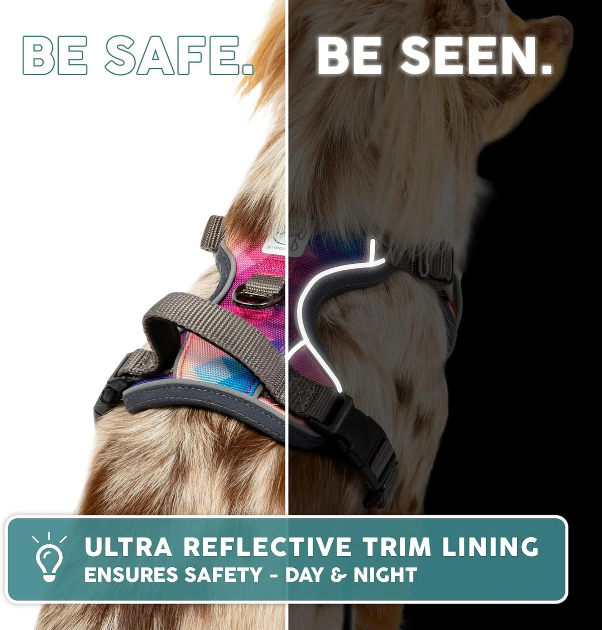 Back D-ring attachment point on Embark adventure harness