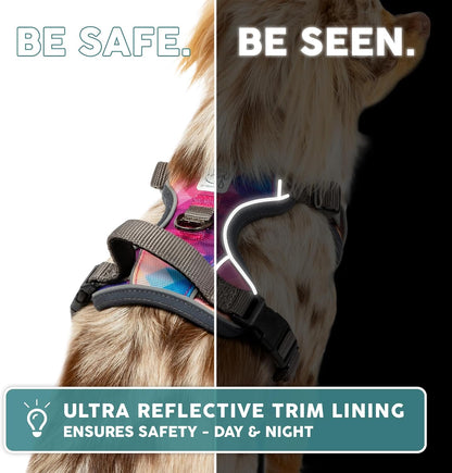 Back D-ring attachment point on Embark adventure harness