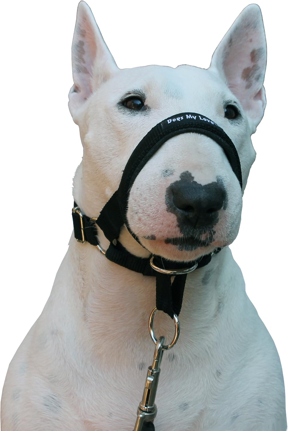 Padded neoprene nose strap on black headcollar close up view
