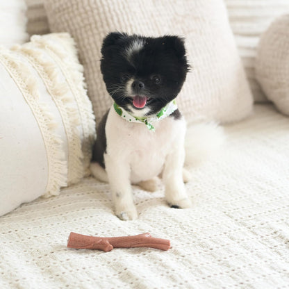 SPOT Bam-Bones Plus Branch -Bamboo Fiber & Nylon, Durable Long Lasting Dog Chew for Aggressive Chewers - Great Toy for Adult Dogs & Teething Puppies Under 60lbs, Non-Splintering, 5.75in, Beef Flavor - Image 10