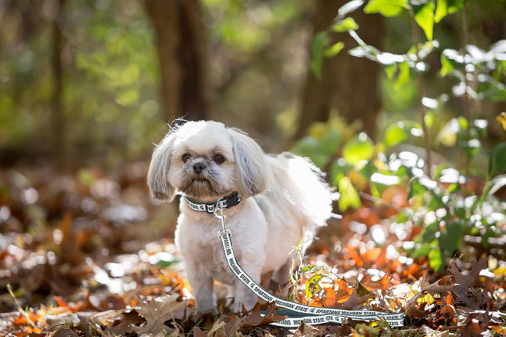 Pets First collegiate pet leash header card packaging view