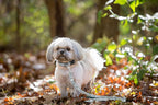 Pets First collegiate pet leash header card packaging view