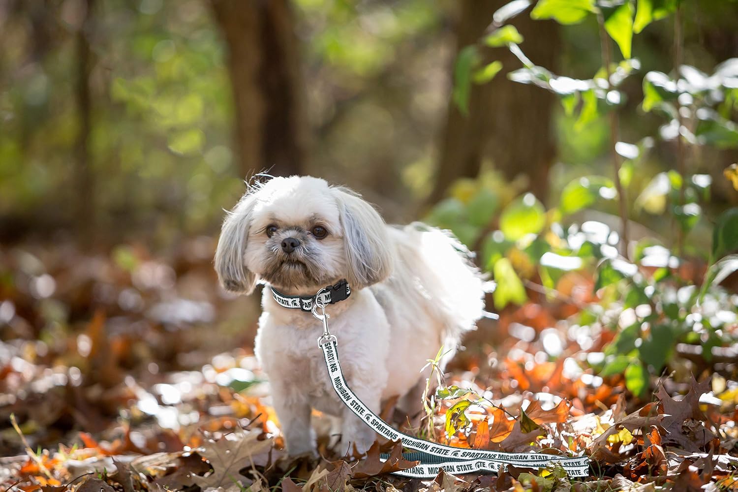 Small dog wearing Michigan State Spartans team leash