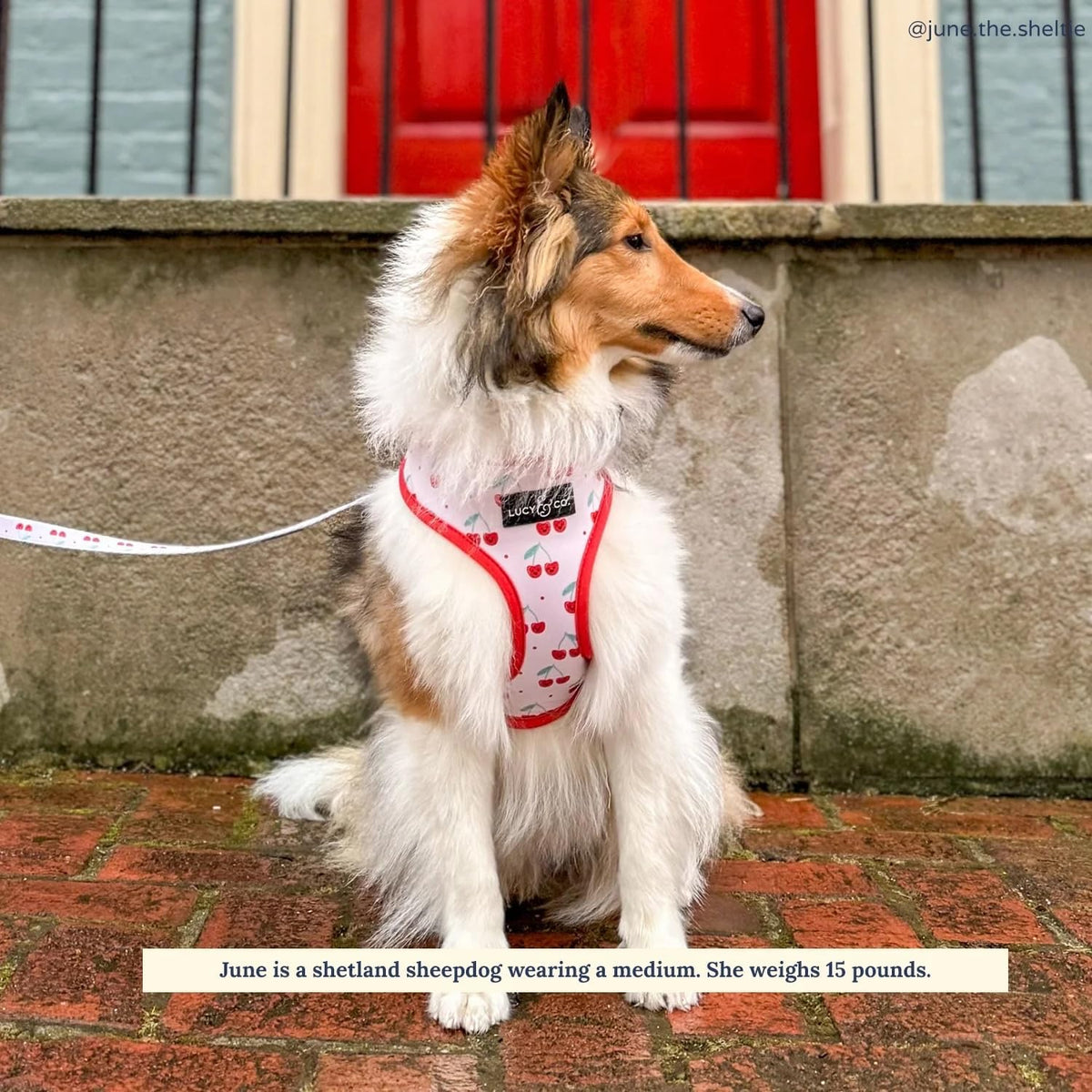 Premium water repellent neoprene dog vest by Lucy and Co for large breeds.