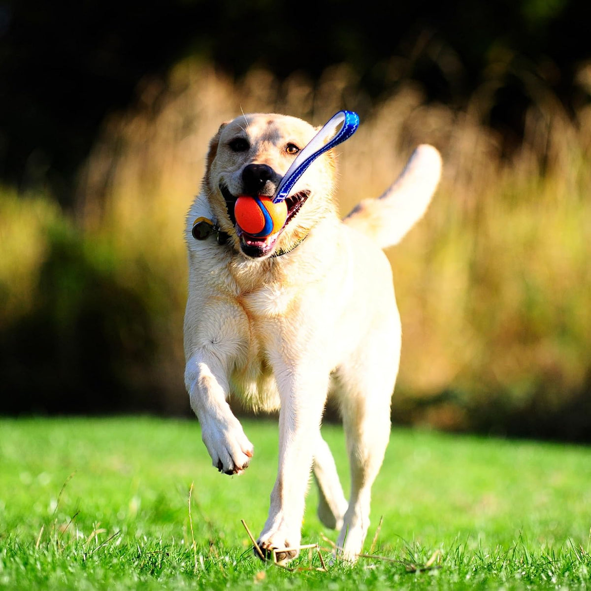Chuckit Ultra Tug dog toy demonstrating tug of war