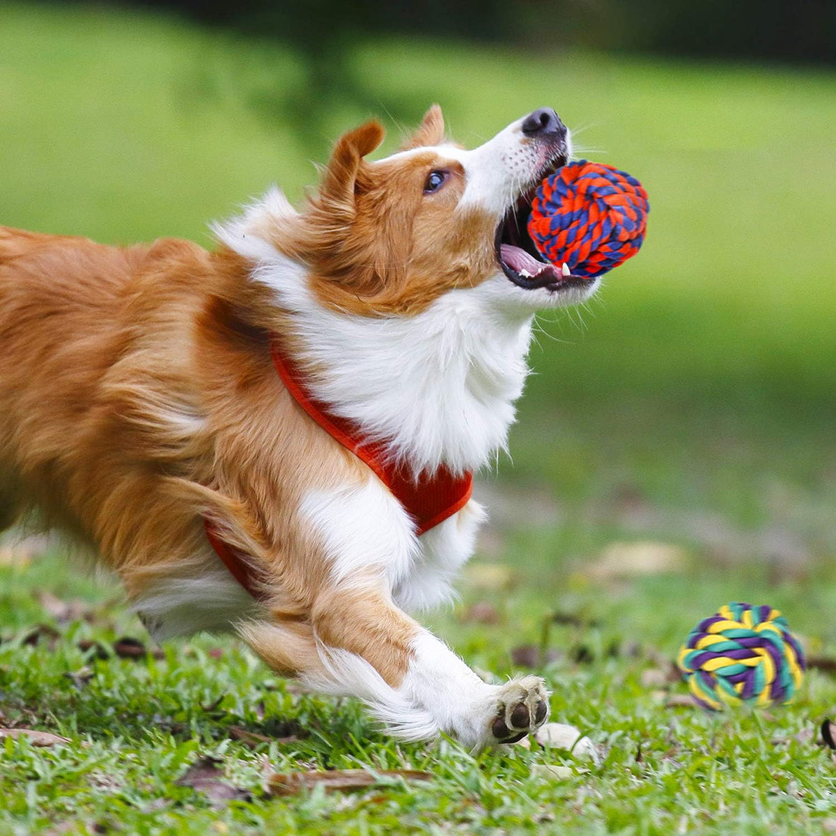 Premium retail packaging view of the authentic USA imported SHARLOVY dog toy kit for aggressive chewers