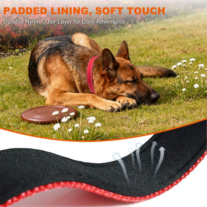 Reflective stitching on Taglory dog collar under light