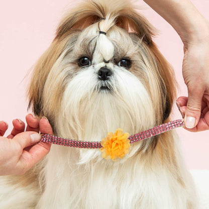 A cute puppy wearing a vibrant pink chiffon flower charm attached to its collar for a festive party