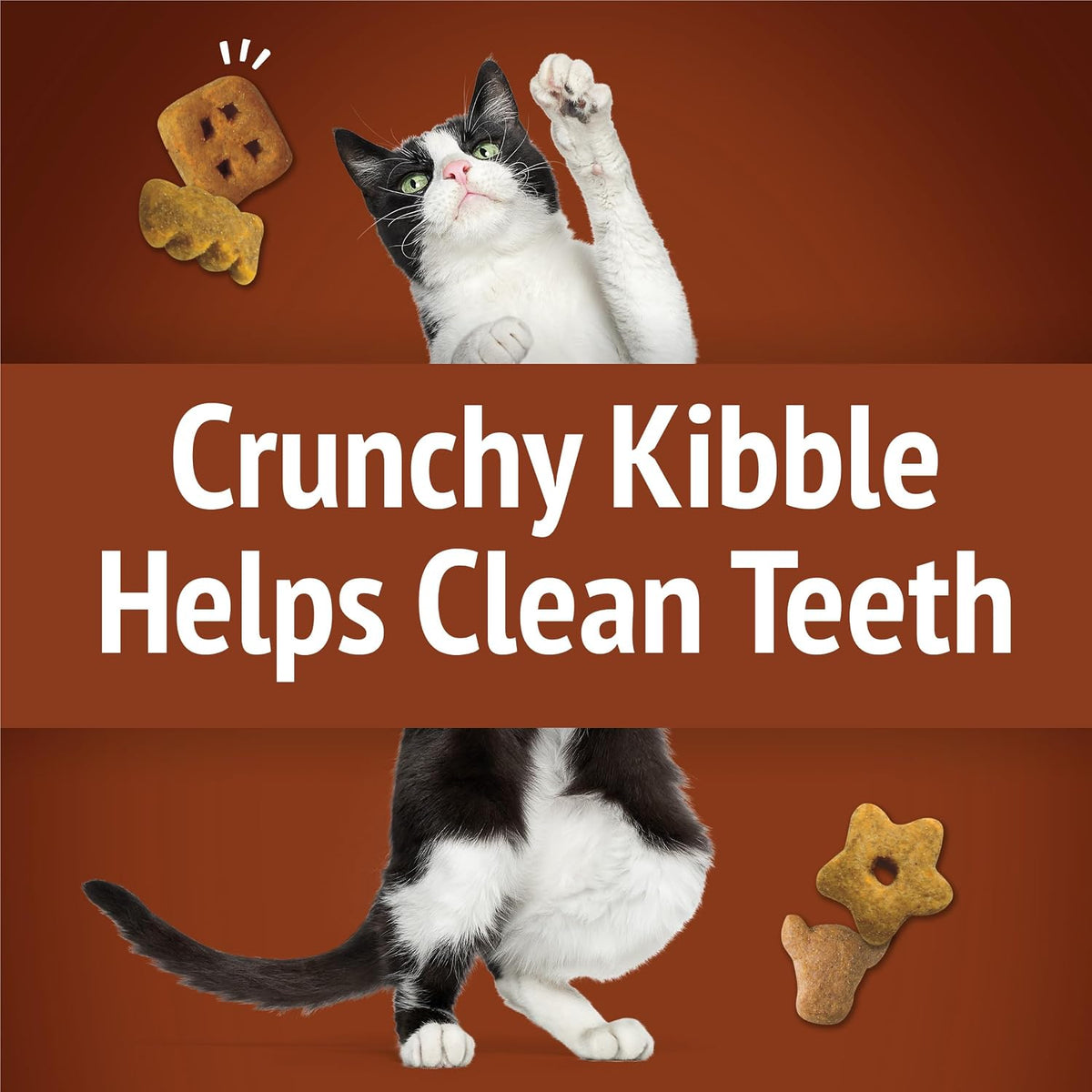 Adult cat enjoying crunchy party mix treats during playtime