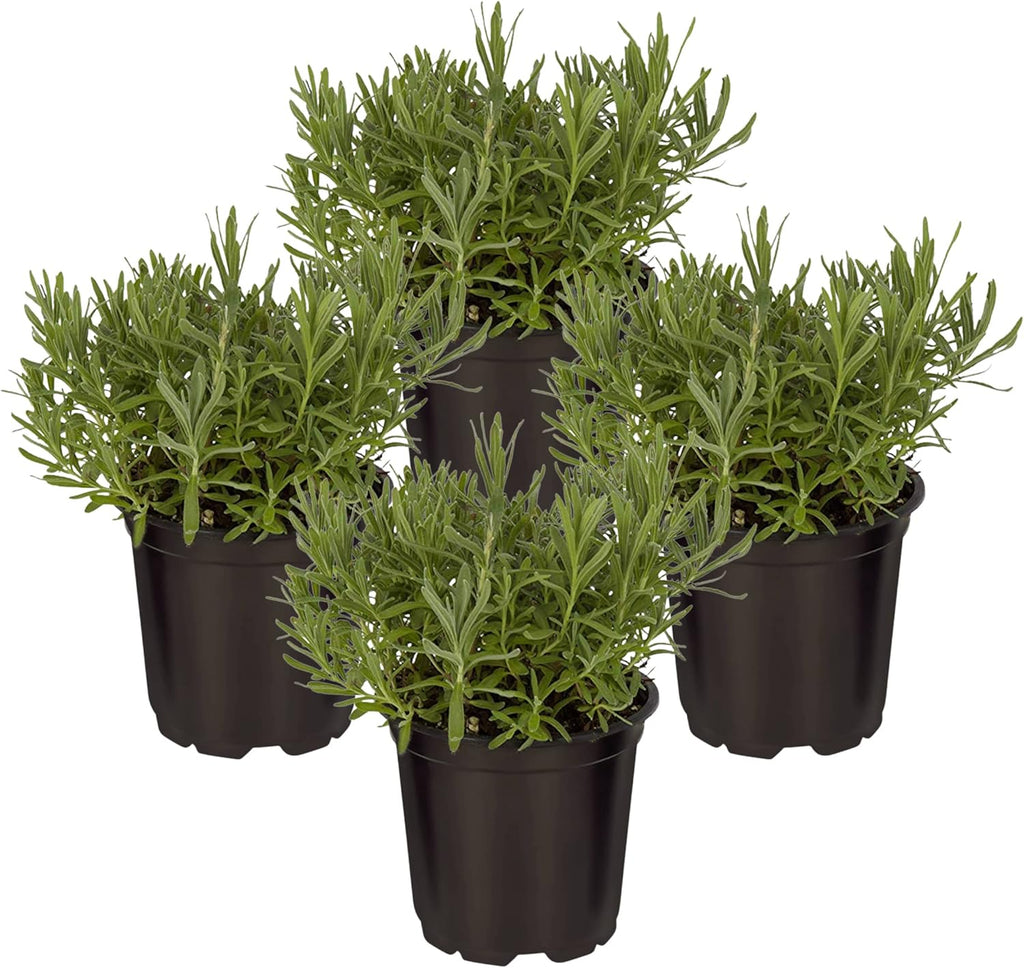 The Three Company premium live catnip perennial plants for home garden pest control