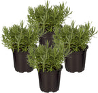 The Three Company premium live catnip perennial plants for home garden pest control