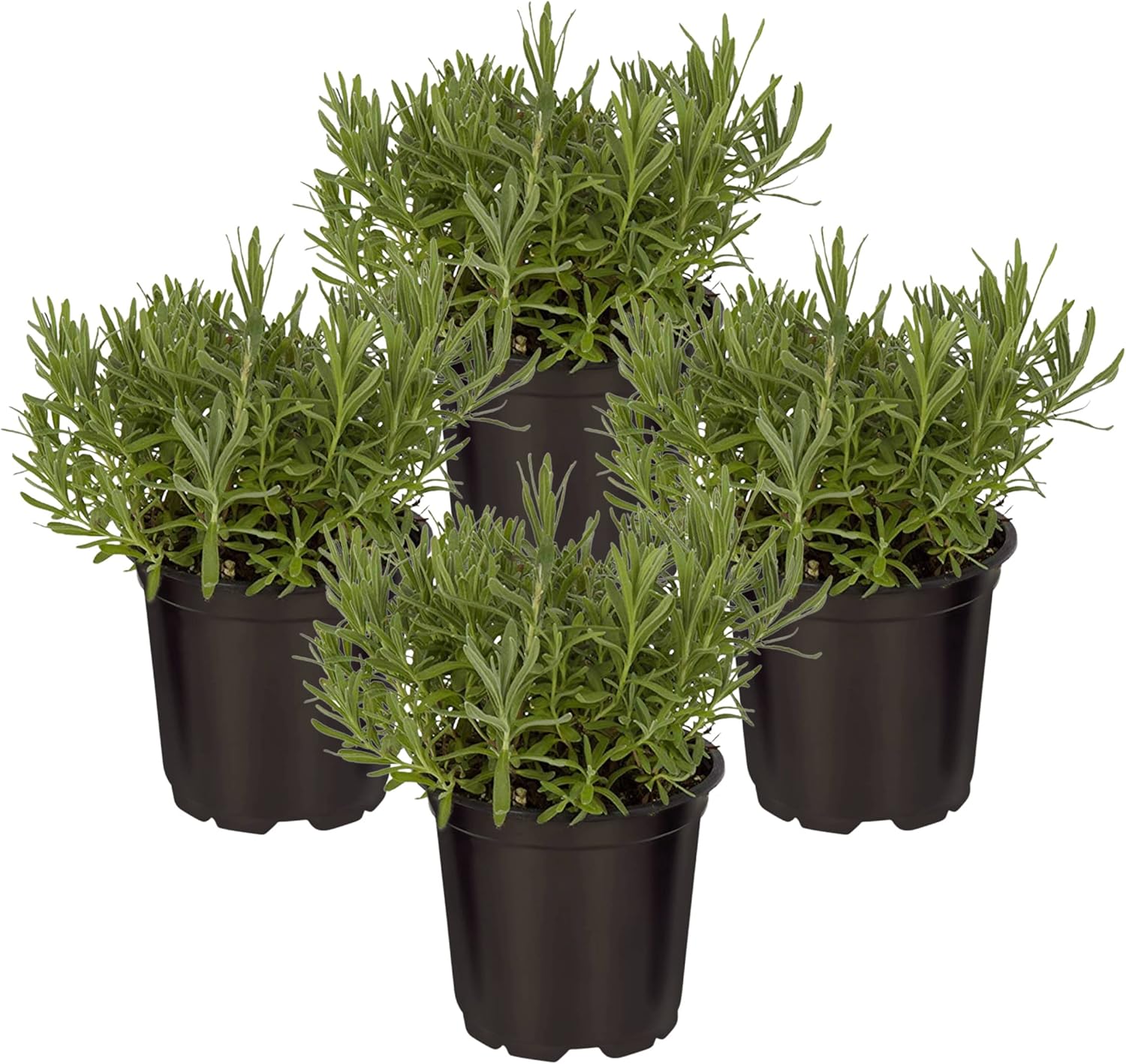 The Three Company premium live catnip perennial plants for home garden pest control