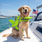 Doglay dog swim vest top rescue handle and reinforced D-ring for safe water recovery.